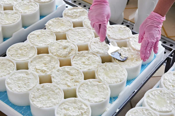 チーズ生産の金型材料の配置カマンベール — ストック写真