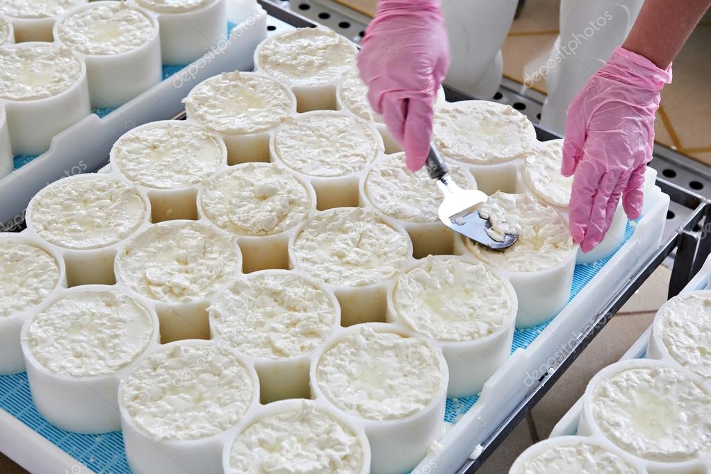 Alignment of cheese material in molds for production camembert Stock