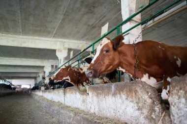 Cows in stalls at dairy farm clipart