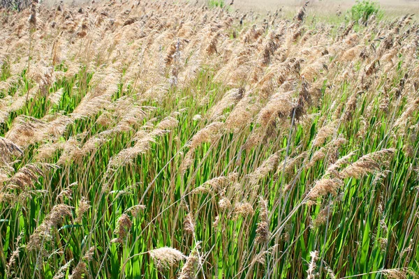 Blooming foxtail in summer sunny day — Stock Photo, Image