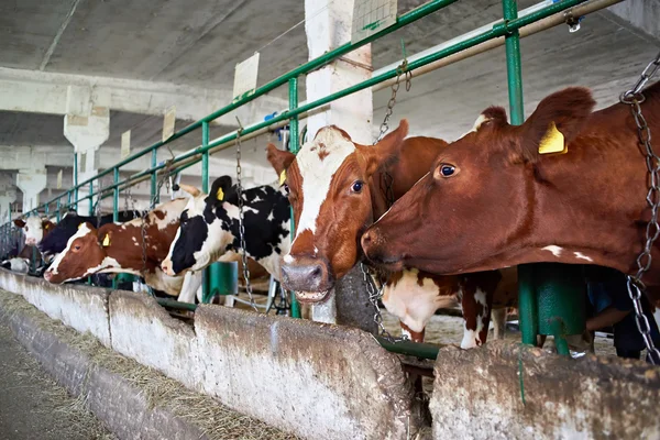Cows in stalls at dairy farm — Stock Photo, Image