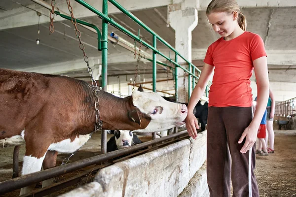 Bezerro lambe mão menina em stall na fazenda — Fotografia de Stock