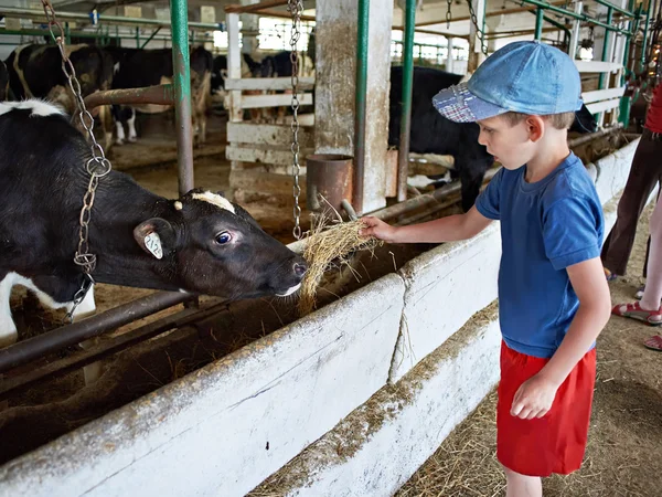 Little boy feeding calf with hay in farm — Stock Photo, Image