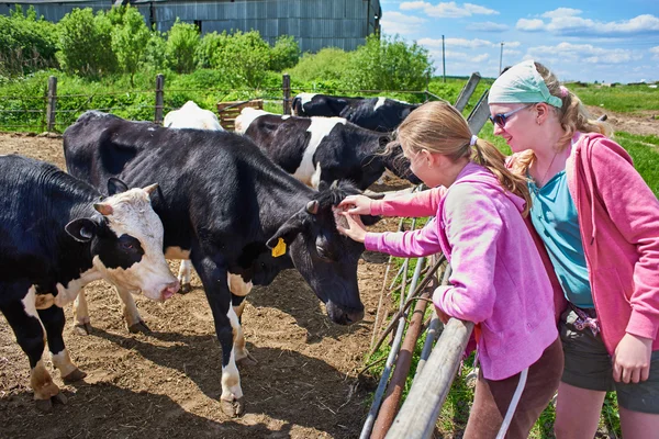 Meninas acariciando vacas na fazenda — Fotografia de Stock
