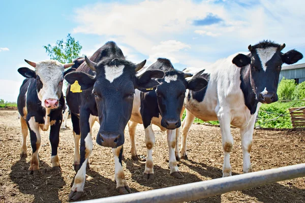 Vacas na fazenda no dia de verão — Fotografia de Stock