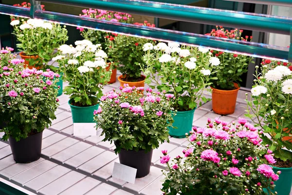 Colorful Chrysanthemums Pot Showcase Shop — Stock Photo, Image