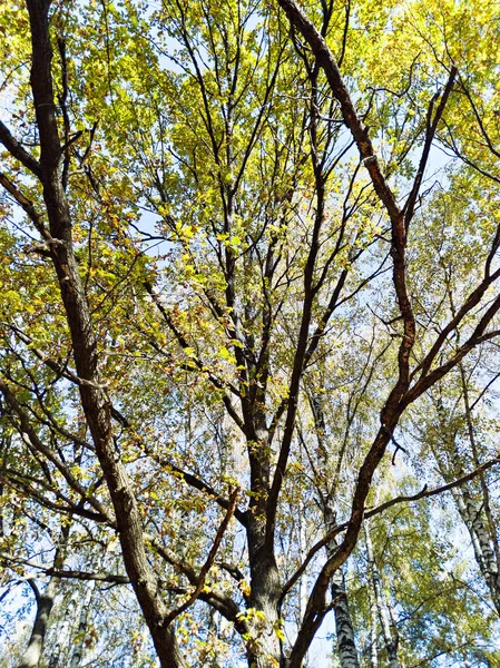 Bosque Otoño Robles Tiempo Soleado — Foto de Stock