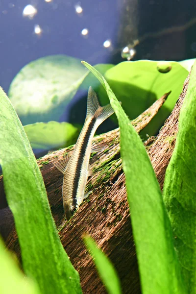 Fish. siamese algae eater — Stock Photo, Image