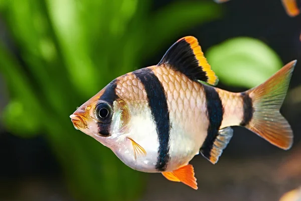 Aquarium fish. Barbus puntius tetrazona — Stock Photo, Image