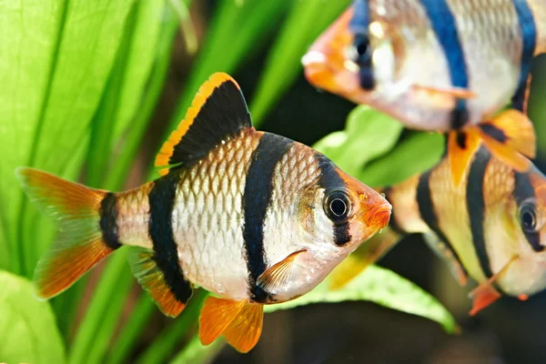Aquarium fishes. Barbus puntius tetrazona — Stock Photo, Image