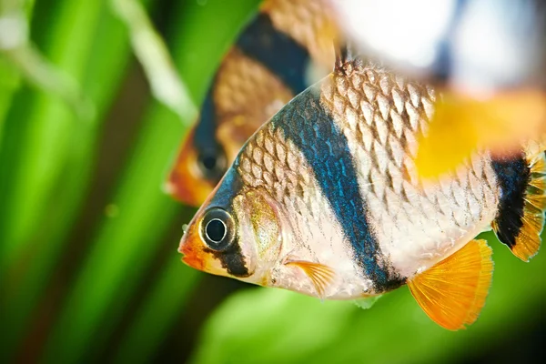 Aquarium fish. Barbus puntius tetrazona — Stock Photo, Image