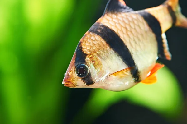 Aquariumvissen. Barbus puntius tetrazona — Stockfoto