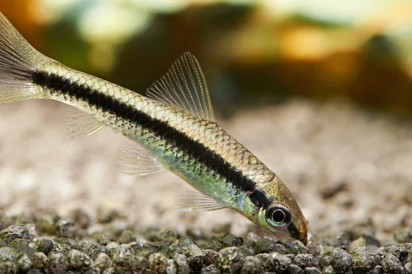 Aquarium fish. Siamese algae eater — Stock Photo, Image