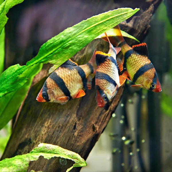 Aquarium fishes. Barbus puntius tetrazona — Stock Photo, Image