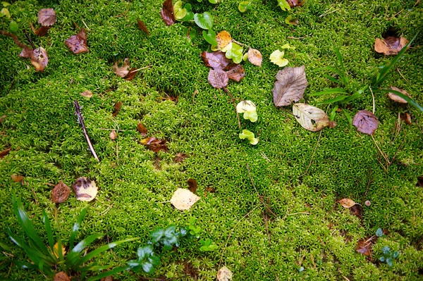 Muschio con foresta autunnale — Foto Stock