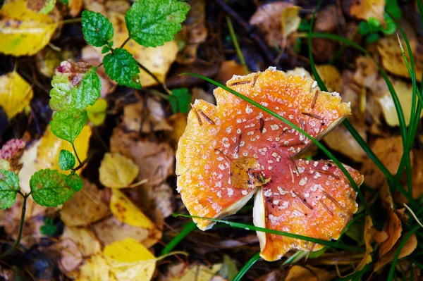 Amanita in autumn forest — Stock Photo, Image