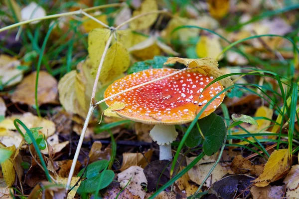 Amanita nella foresta autunnale — Foto Stock