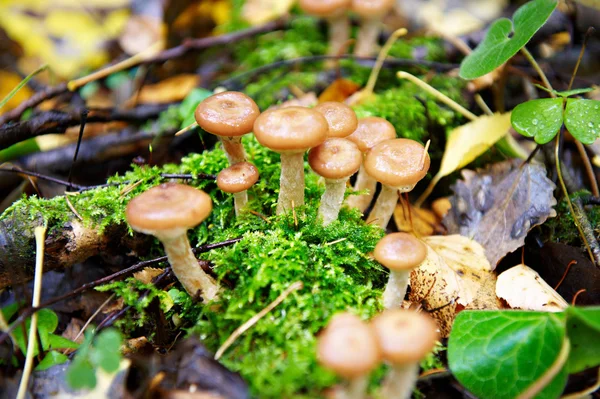 Fungo agarico al miele — Foto Stock