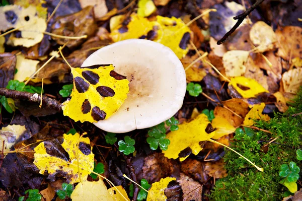 Fungo nella foresta autunnale — Foto Stock