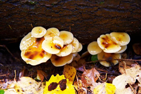 秋林的蘑菇 — 图库照片
