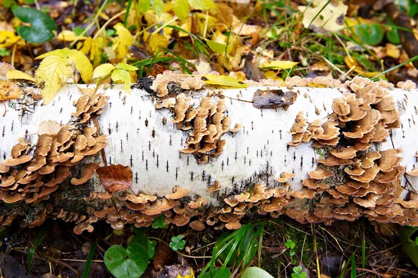 Funghi su betulla in foresta di autunno — Foto Stock