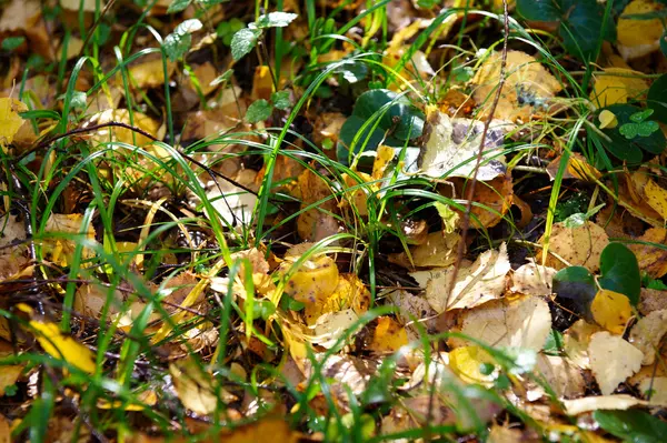 Folhas amarelas na grama verde — Fotografia de Stock