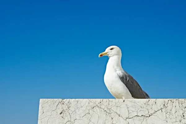 Seagull sitting on marble stone on blue sky — Stock Photo, Image