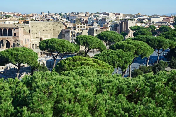 Landscape with trees of city Rome — Stock Photo, Image