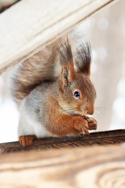 Squirrel nibbles Nut — Stock Photo, Image