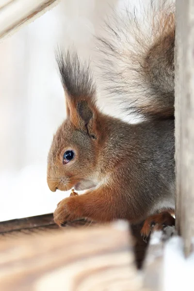 Squirrel nibbles Nut — Stock Photo, Image