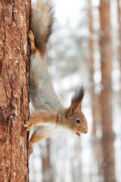 Scoiattolo su albero con noce — Foto Stock