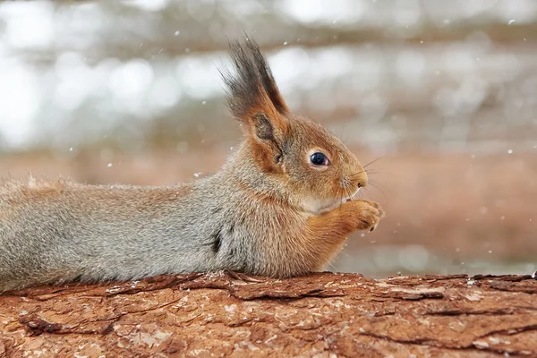 Squirrel on tree — Stock Photo, Image