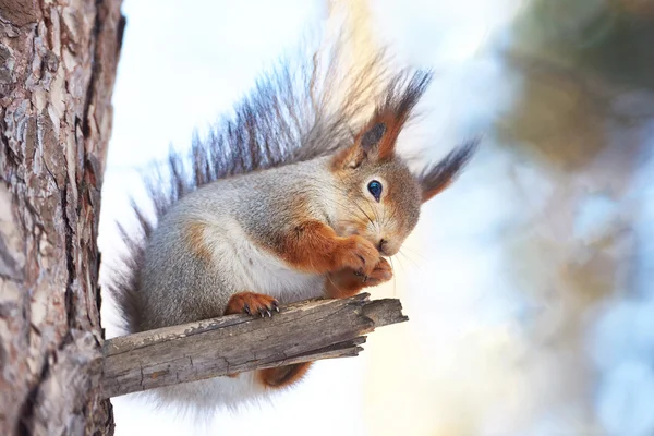 Scoiattolo su albero con noce — Foto Stock