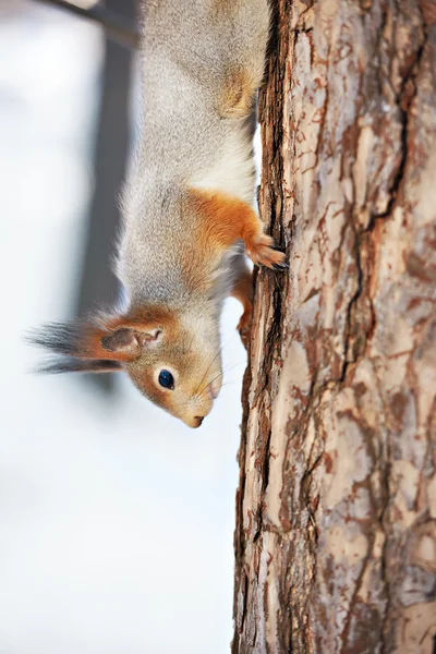 Squirrel on tree vertical — Stock Photo, Image