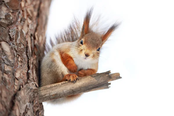 Scoiattolo su albero isolato — Foto Stock