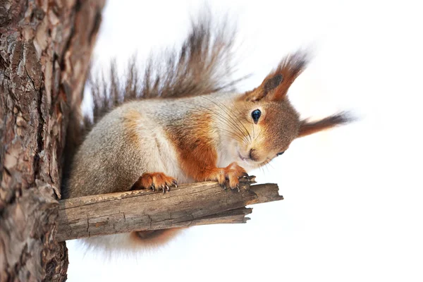 Squirrel on tree isolated — Stock Photo, Image