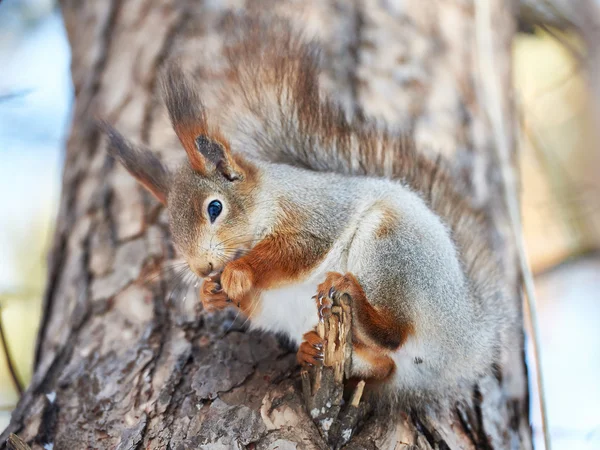 Squirrel eating on tree with nut — Stock Photo, Image