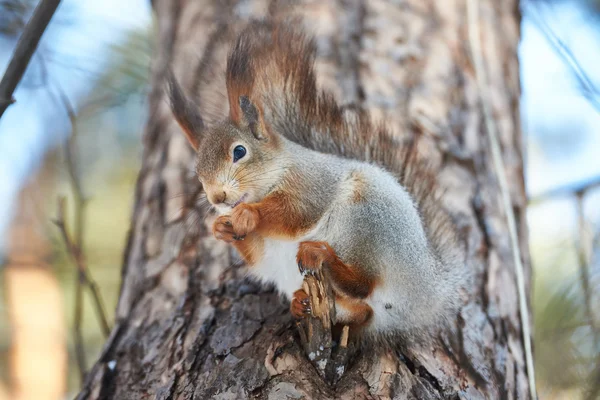 Scoiattolo su albero con noce — Foto Stock