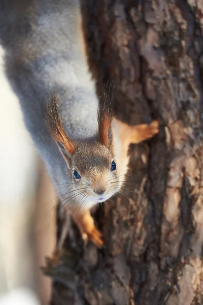 Squirrel on tree — Stock Photo, Image