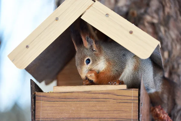 Squirrel eating in the feeder — Stock Photo, Image