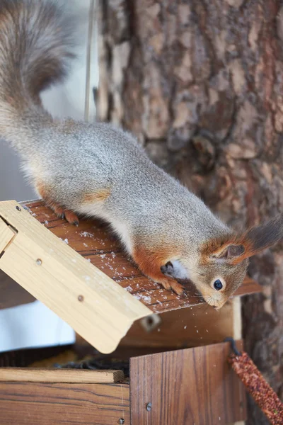 Squirrel on the feeder — Stock Photo, Image