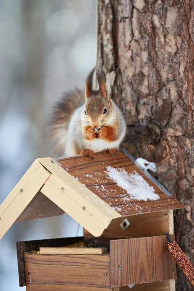 Squirrel eating sitting on the feeder — Stock Photo, Image