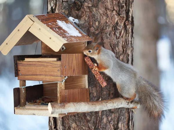 Eichhörnchen in der Nähe des Futters — Stockfoto