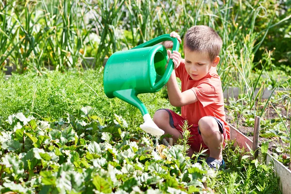 Little boy pours garden — Stock Photo, Image