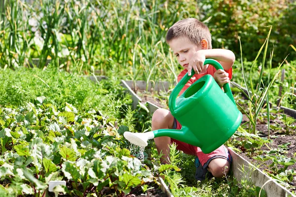 Kleiner Junge gießt Gemüsegarten — Stockfoto