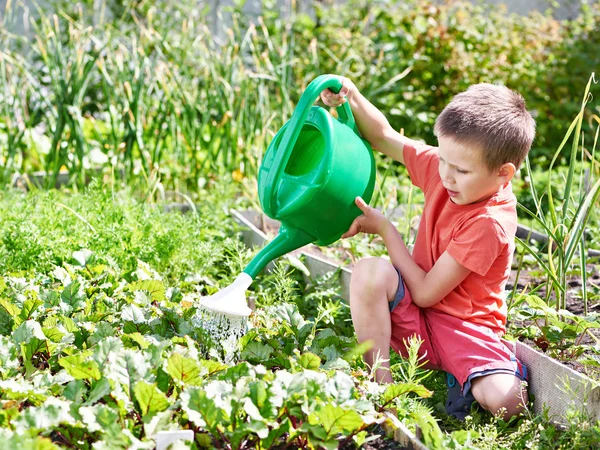 Kleiner Junge gießt Gemüsegarten — Stockfoto