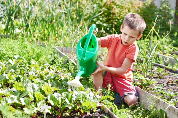 Мальчик наливает овощной сад — стоковое фото