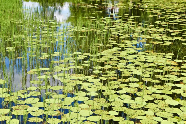 美しい自然の背景に湖、水のユリ — ストック写真