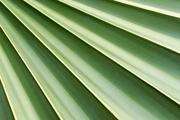Hoja de textura de palmeras de Livistona — Foto de Stock