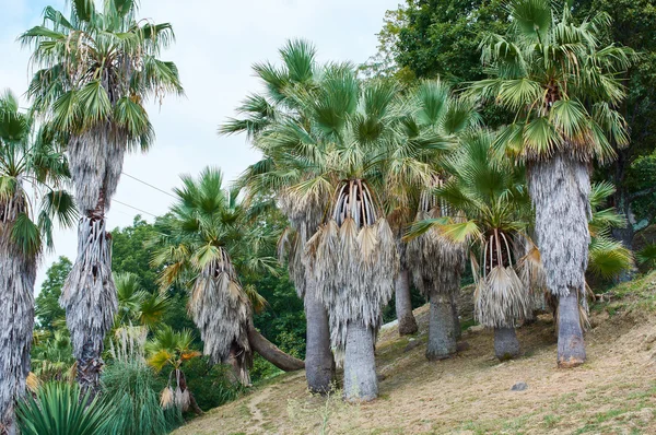 椰枣的植物园 — 图库照片